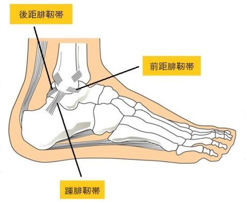 足関節靭帯