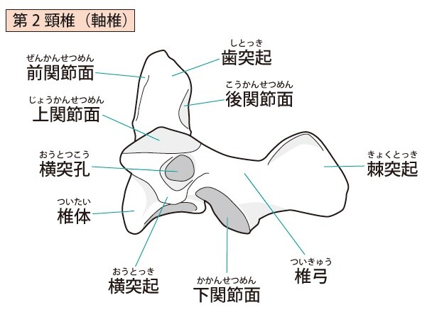 軸椎