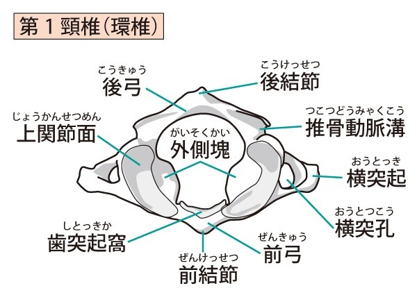 環椎